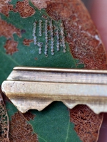 Gum leaf skeletoniser eggs shown beside the tip of a standard house key.